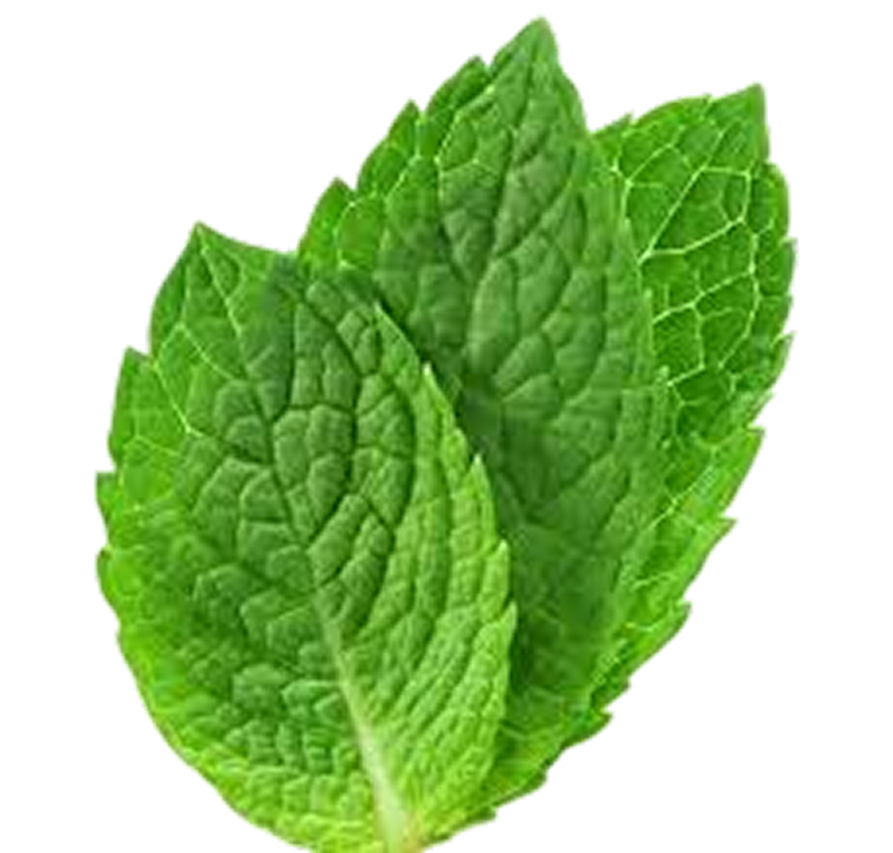 yalpiz bargi